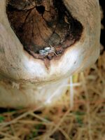 ⁦טבעת כסף דקה⁩ – תמונה ⁦4⁩